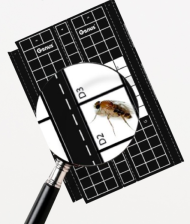 Клеевая пластина "Universal Easy Count TM" Brandenburg (Великобритания) Клеевая пластина "Universal Easy Count TM" Brandenburg (Великобритания)