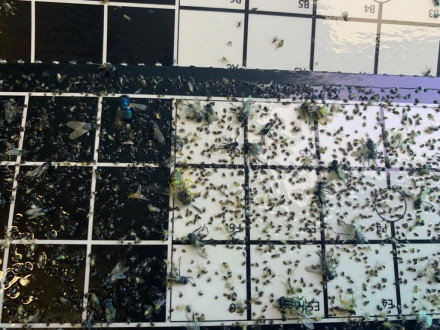 Клеевая пластина "Universal Easy Count TM" Brandenburg (Великобритания) Клеевая пластина "Universal Easy Count TM" Brandenburg (Великобритания)