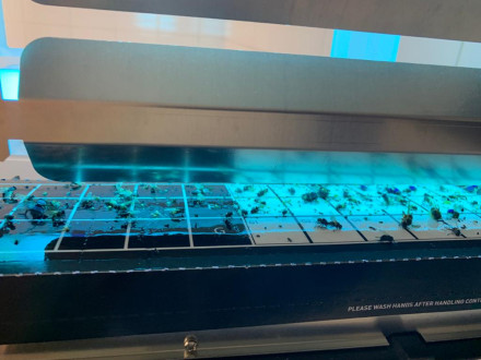 Клеевая пластина "Universal Easy Count TM" Brandenburg (Великобритания) Клеевая пластина "Universal Easy Count TM" Brandenburg (Великобритания)